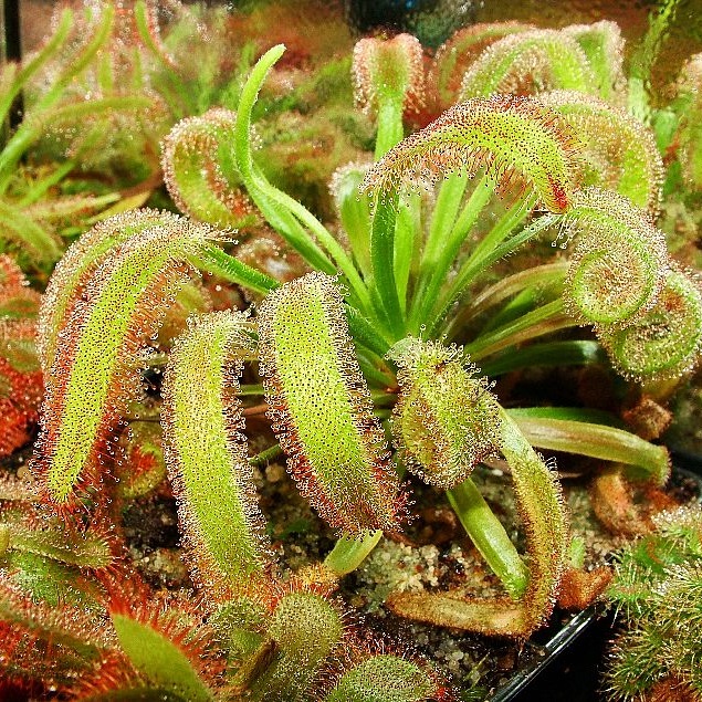 Drosera Capensis Broad Leaf