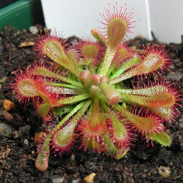 Droseras Atrapamoscas