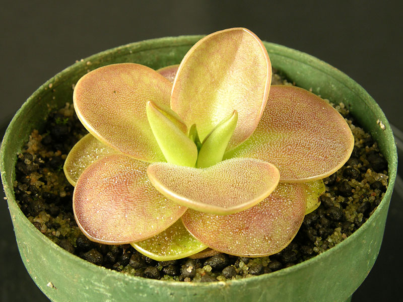Promo - Pinguicula y Venus