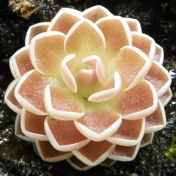 Pinguicula Ehlersiae