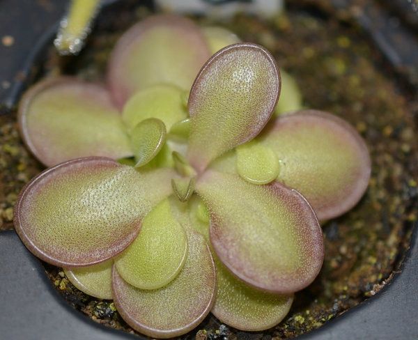 Pinguicula Emarginata
