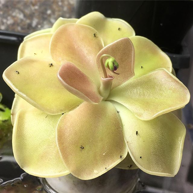 Pinguicula Tina