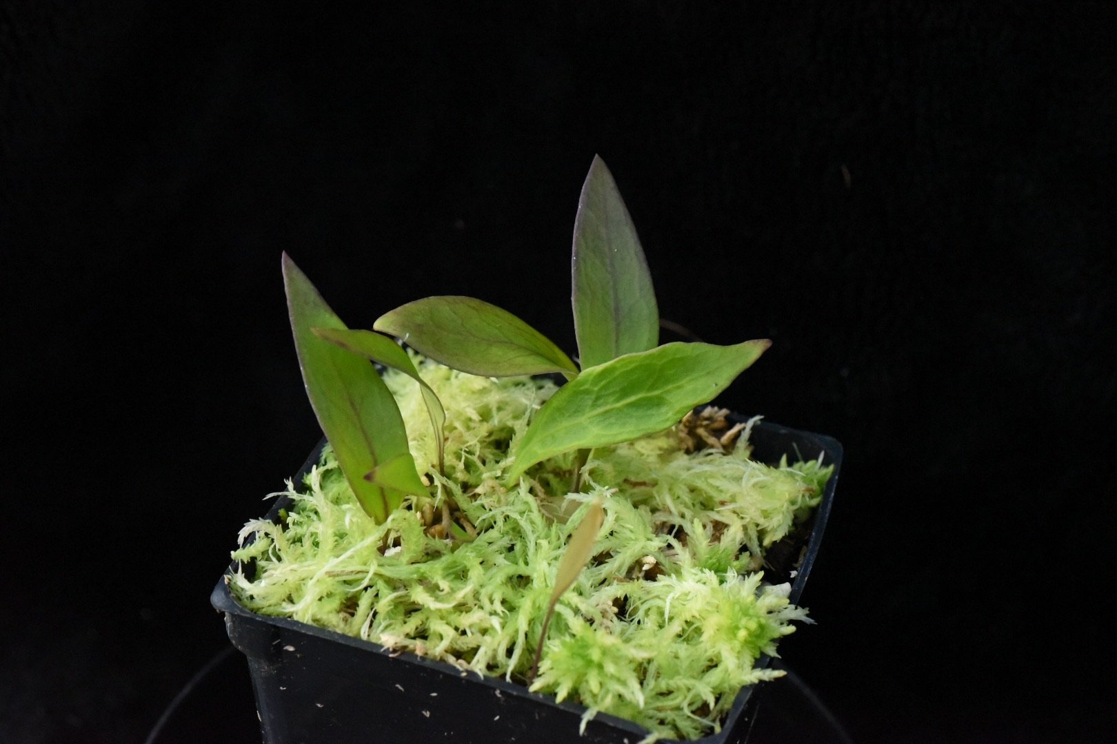 Utricularia Alpina