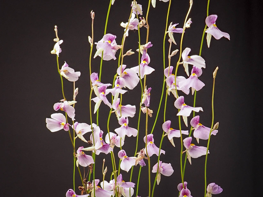 Utricularia Blanchetii