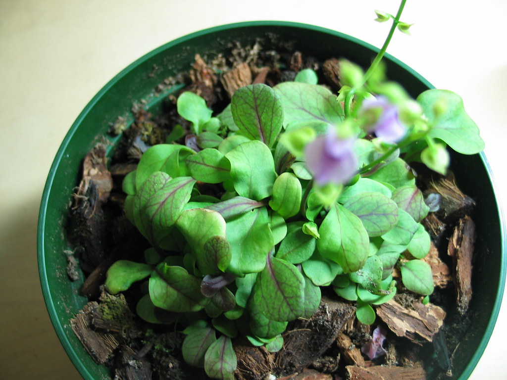 Utricularia Calycifida
