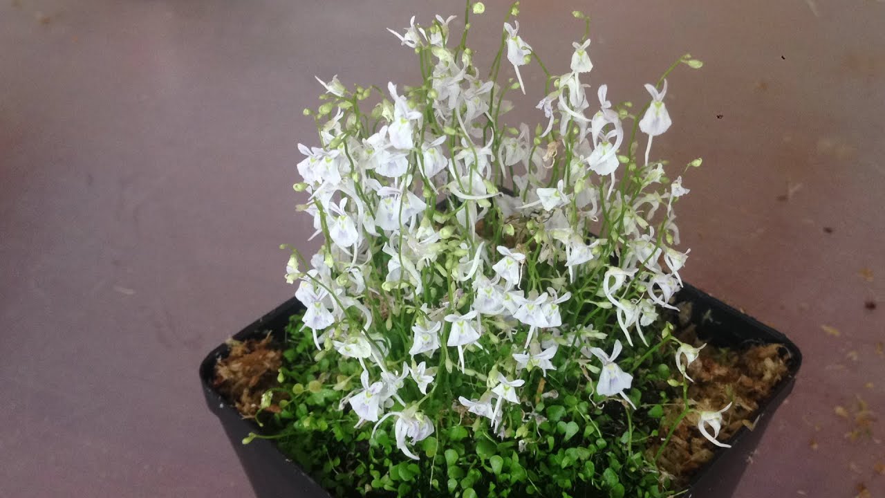 Utricularia Livida