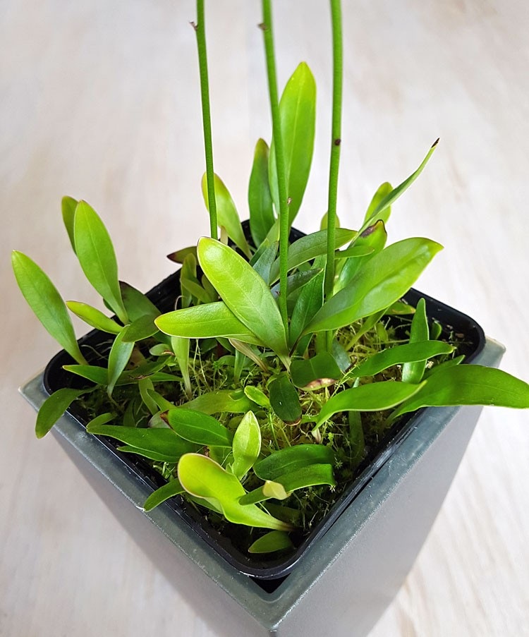 Utricularia Longifolia Var. Forgetiana