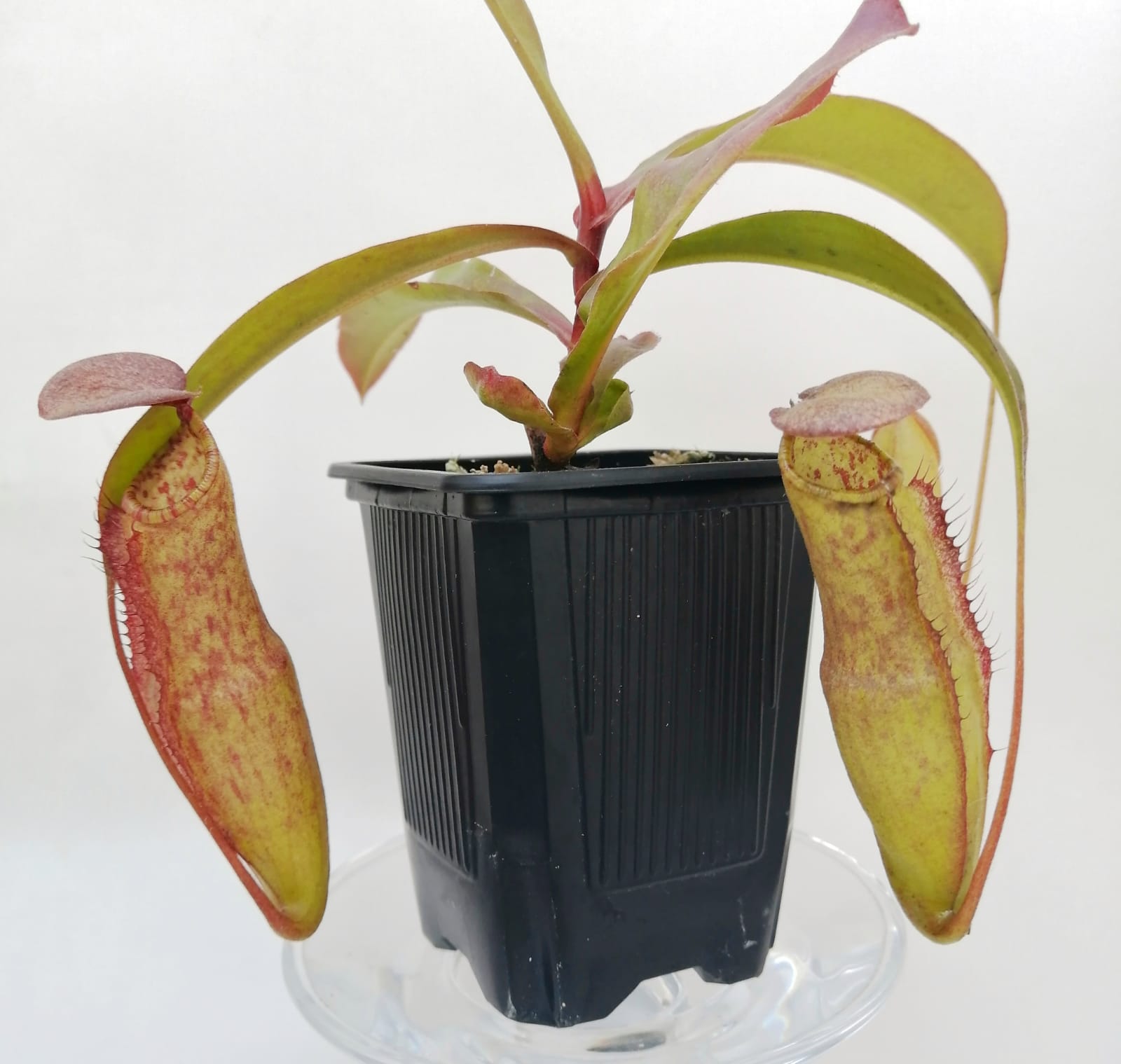 Nepenthes Effulgent Kotto