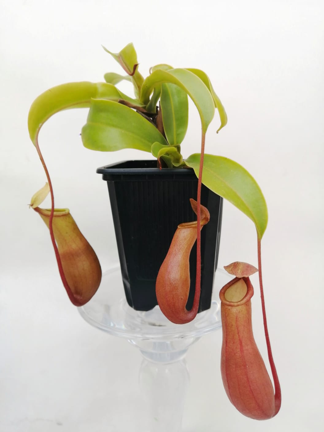 Nepenthes