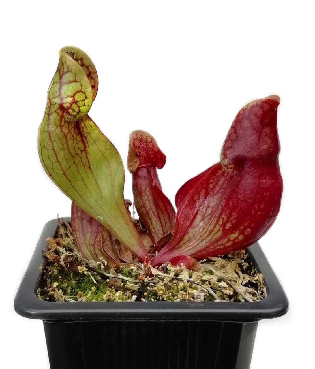 Sarracenias