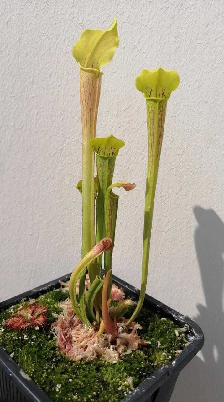 Sarracenia Xcaminsole
