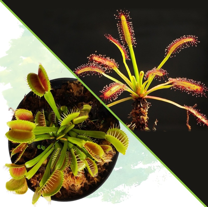 Promo - Venus y Drosera