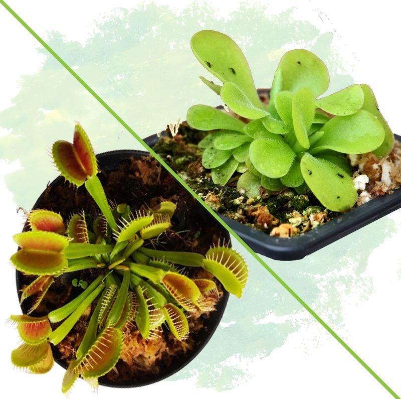 Top 5 de plantas carnívoras fáciles de cuidar