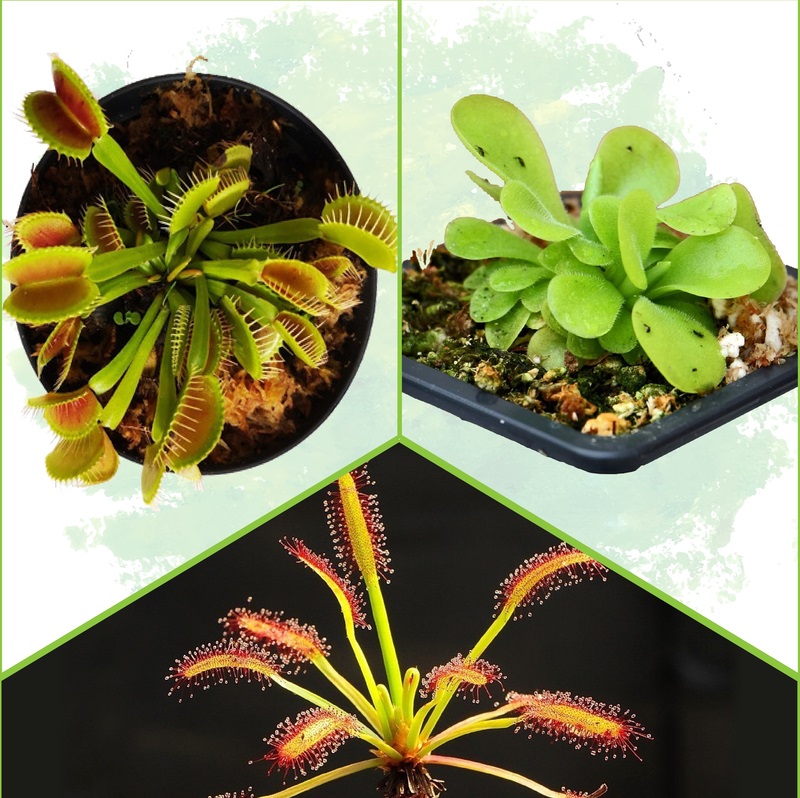Promo - Pinguicula, Venus y Drosera