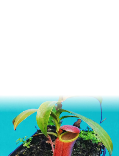 Nepenthes