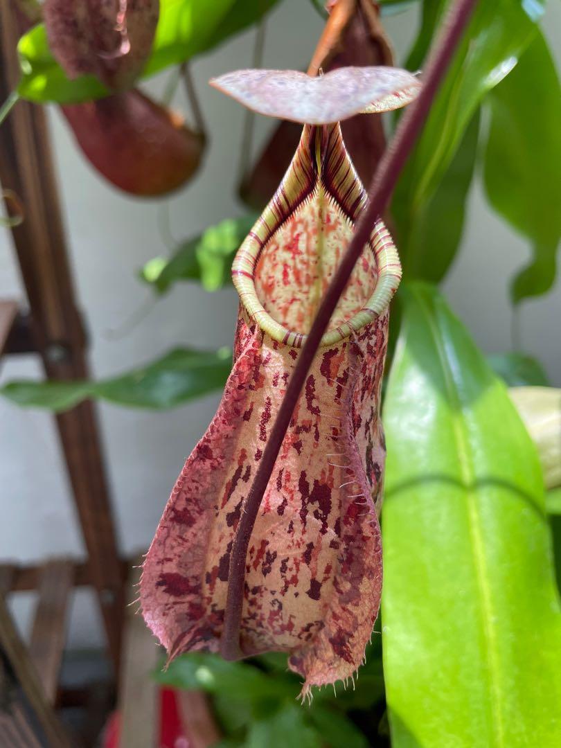 Nepenthes Raflesiana Kuching Squat Red