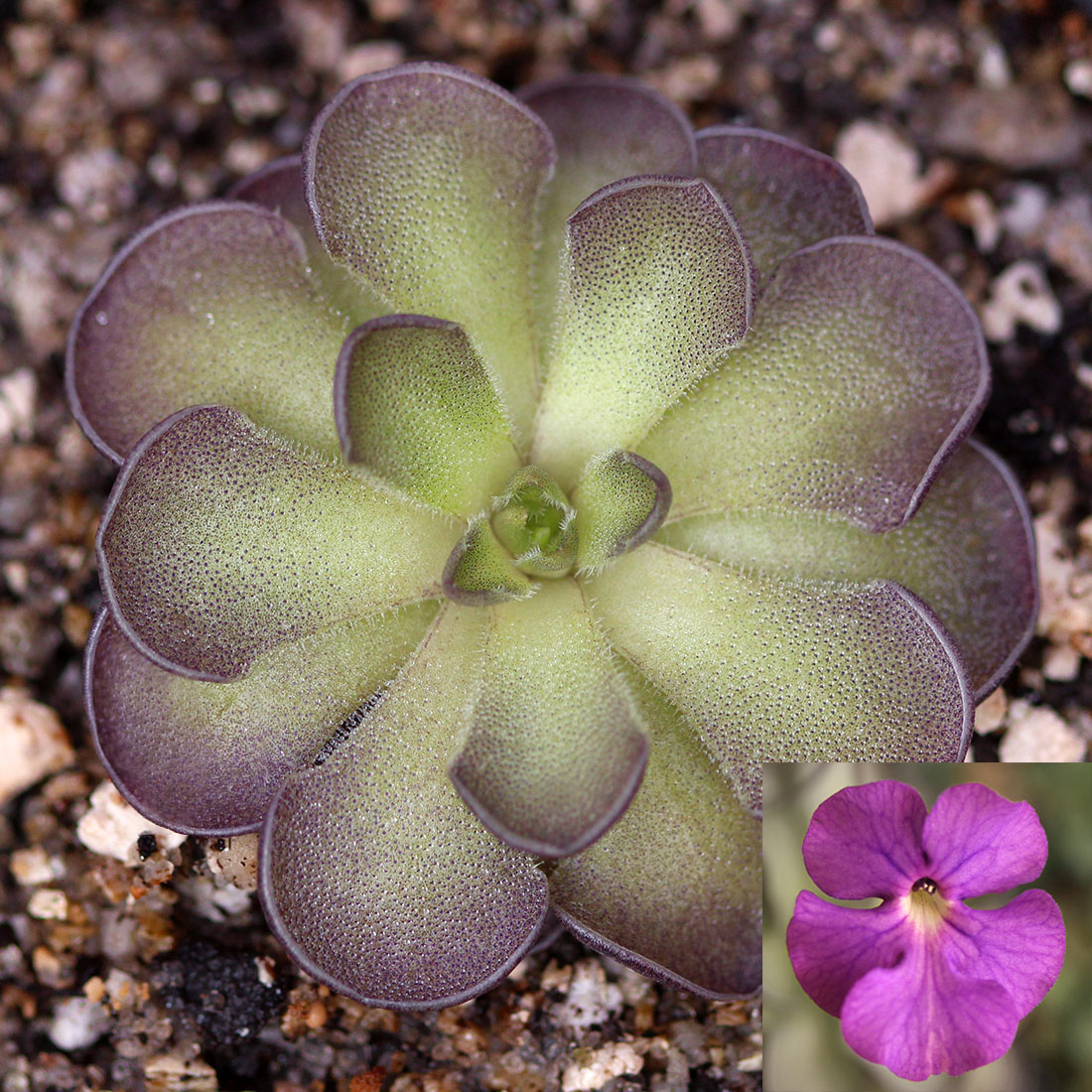 Pinguicula Cyclosecta