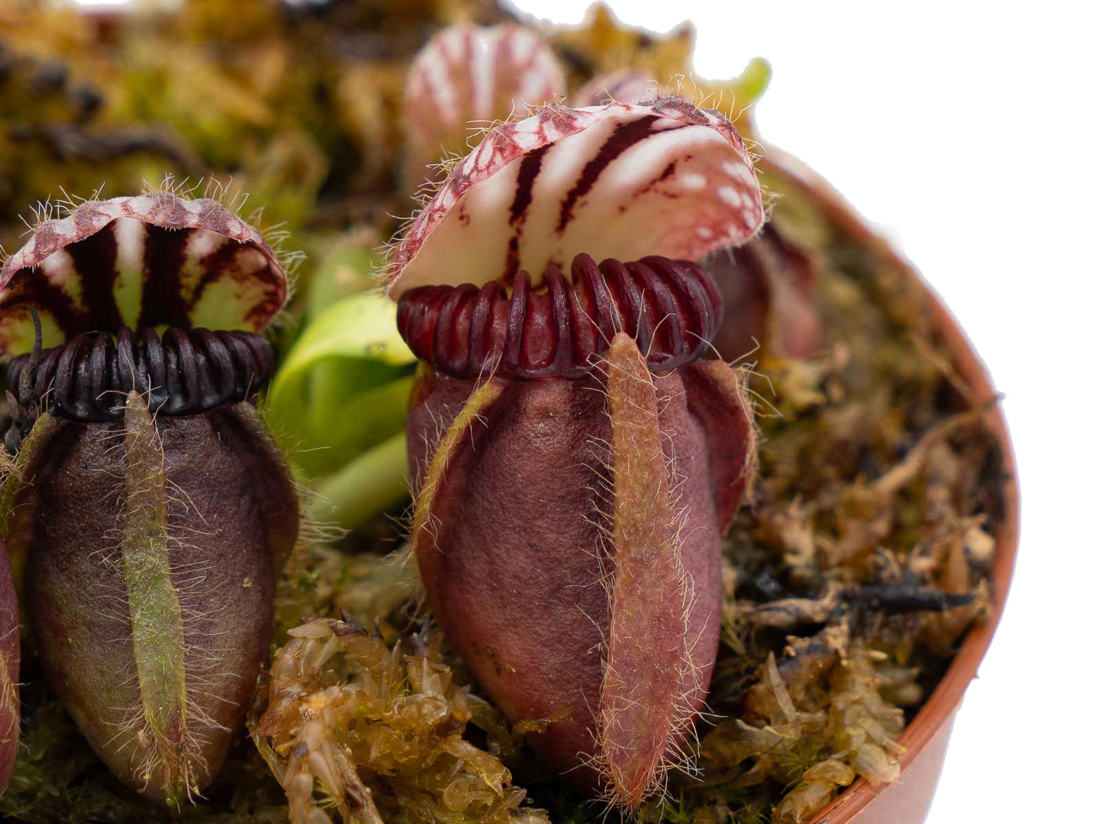 Cephalotus Coal Mine Beach