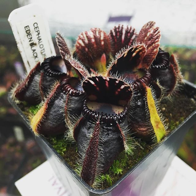 Cephalotus Eden Black