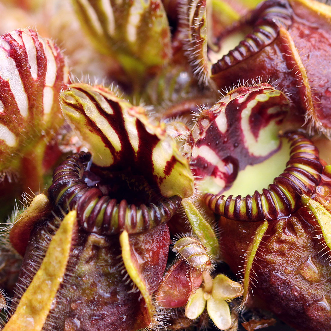 Cephalotus Hummers Giant