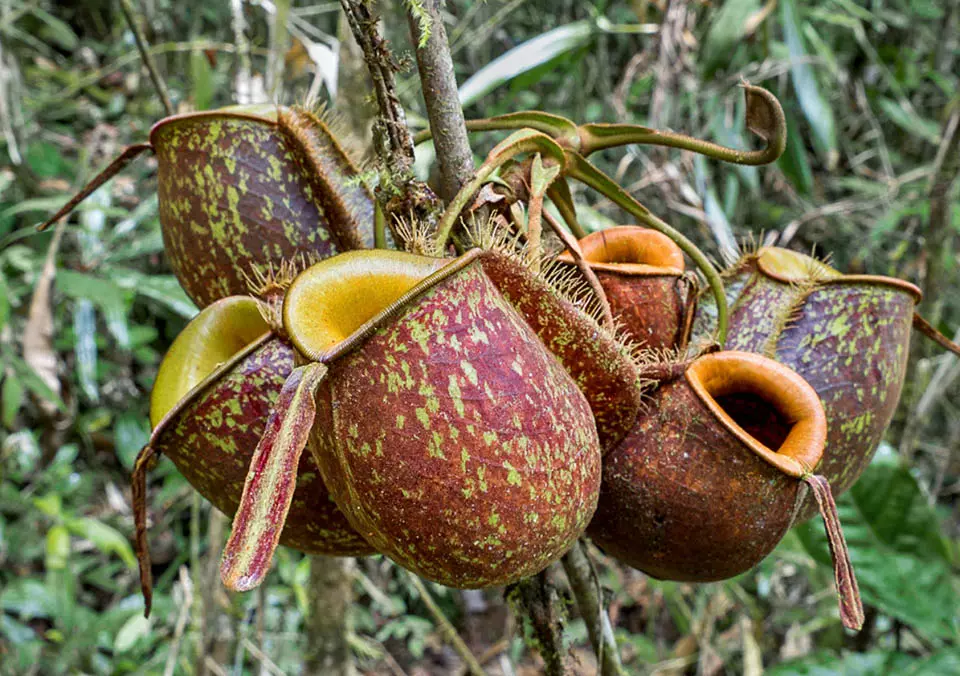 Nepenthes Ampullaria