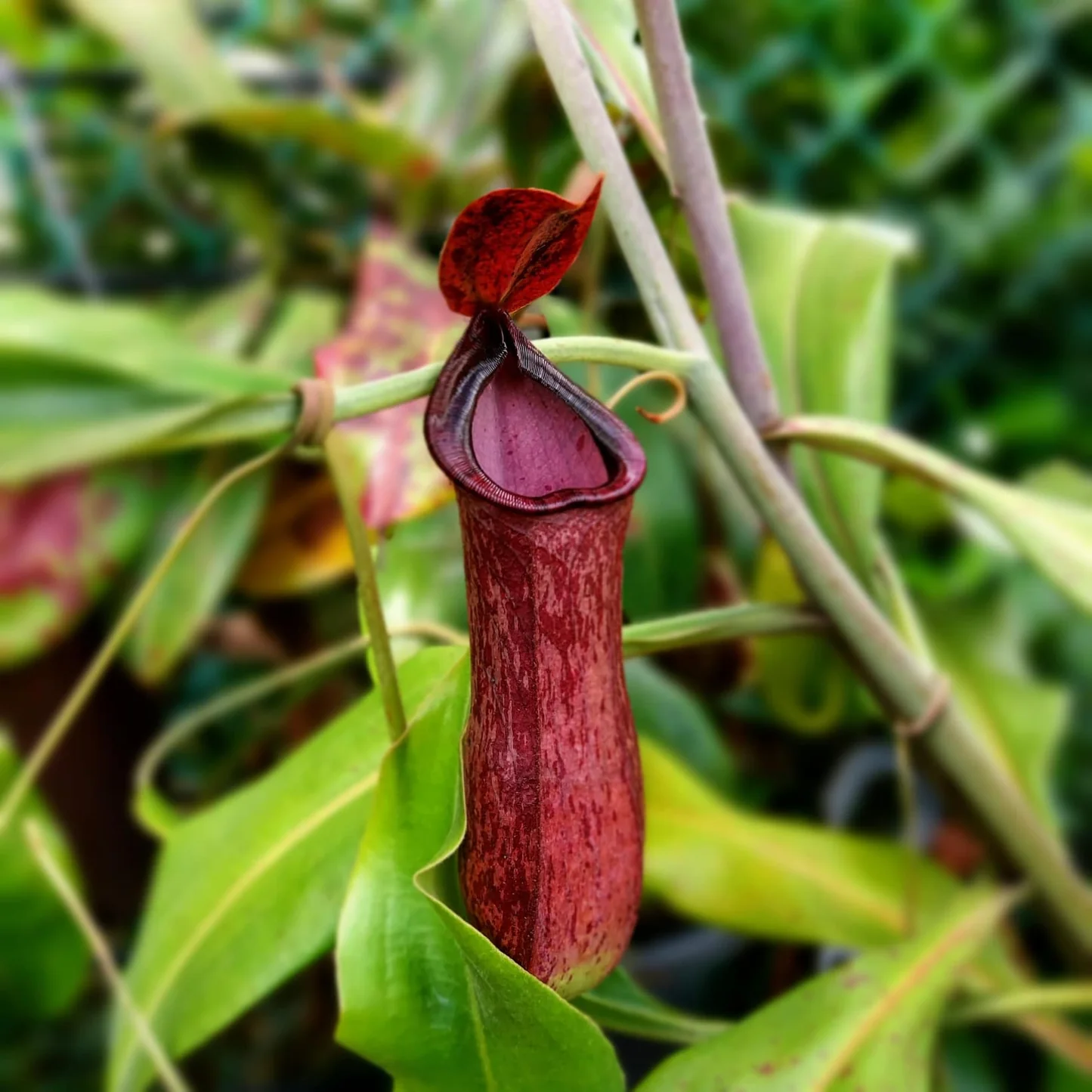 Nepenthes Coccinea