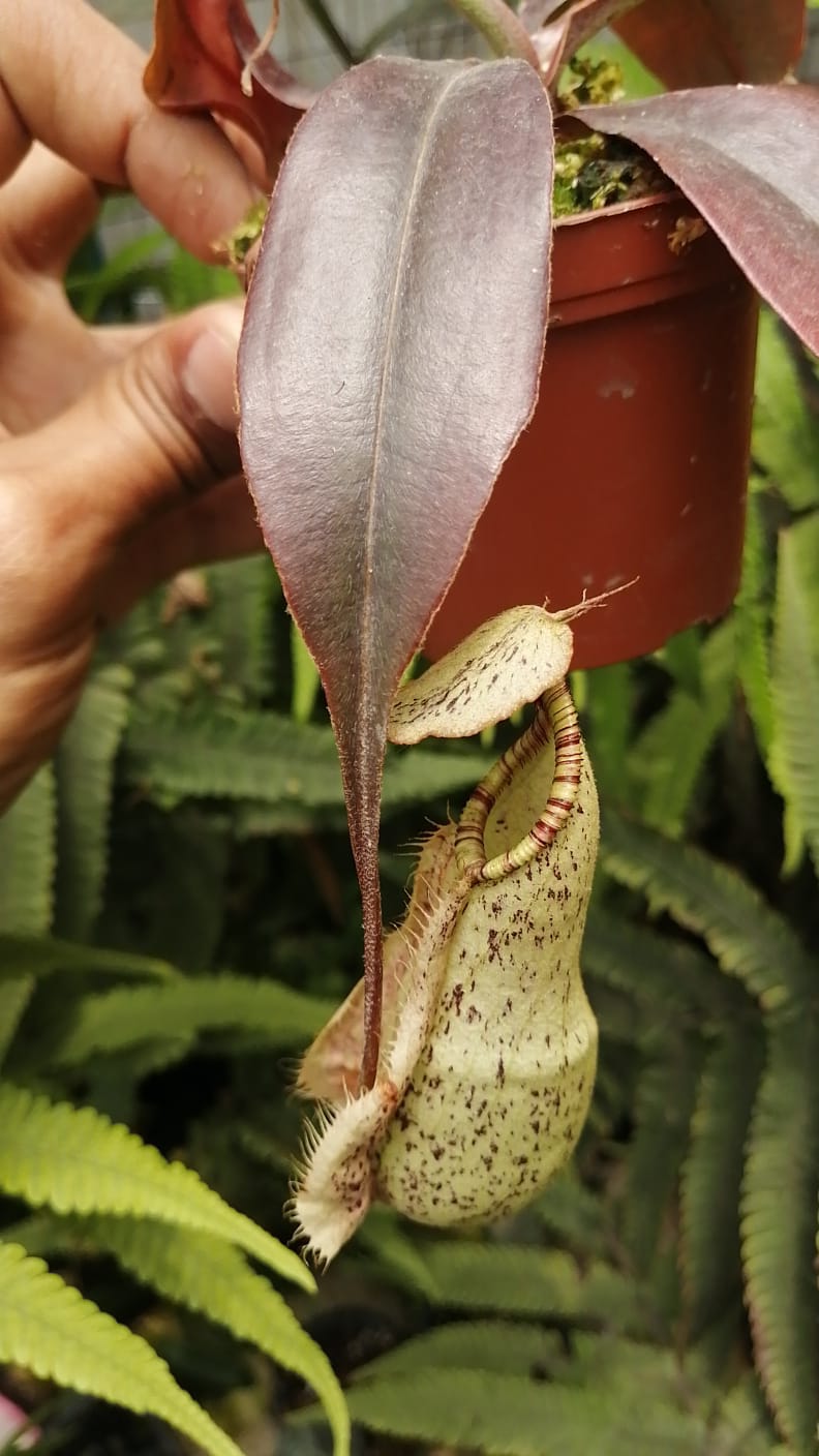 Nepenthes raflesiana Hoja Negra