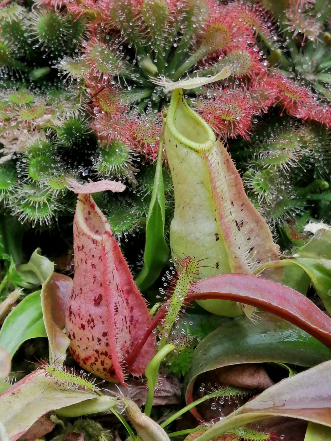 Nepenthes raflesiana Pink