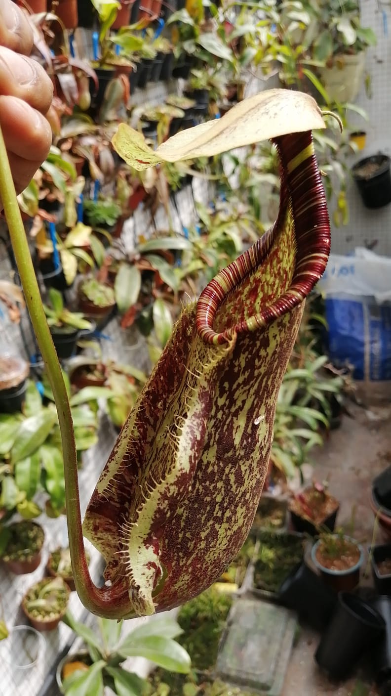 Nepenthes raflesiana