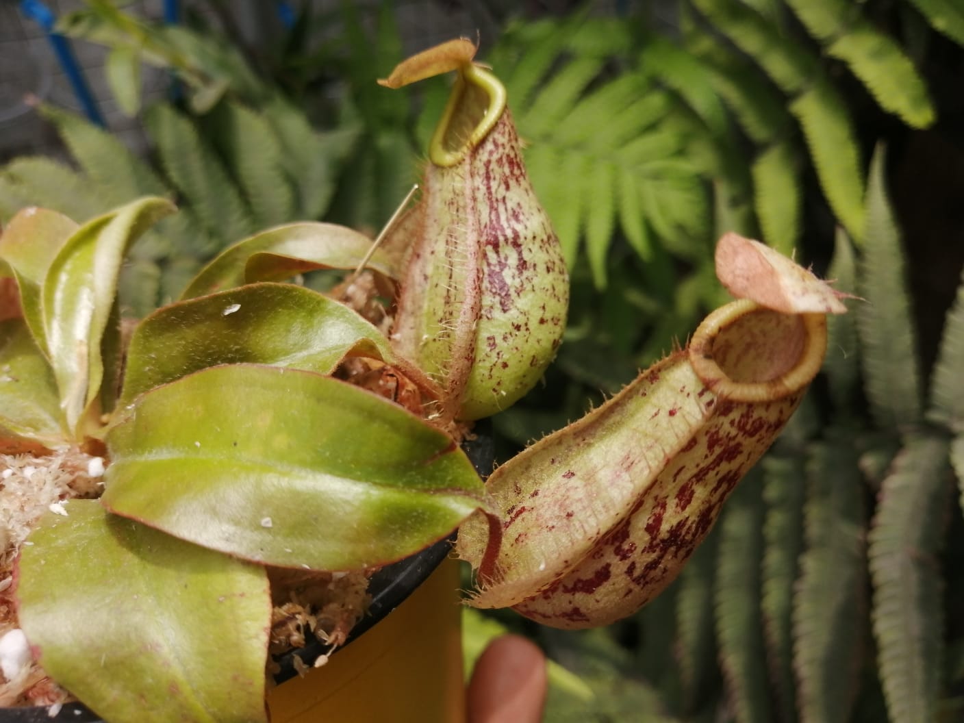 Nepenthes xHookeriana