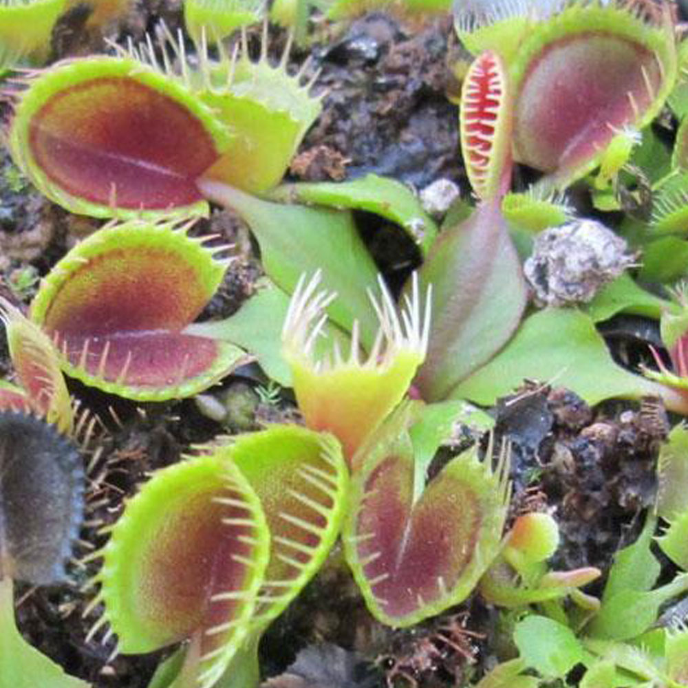 Venus cup trap
