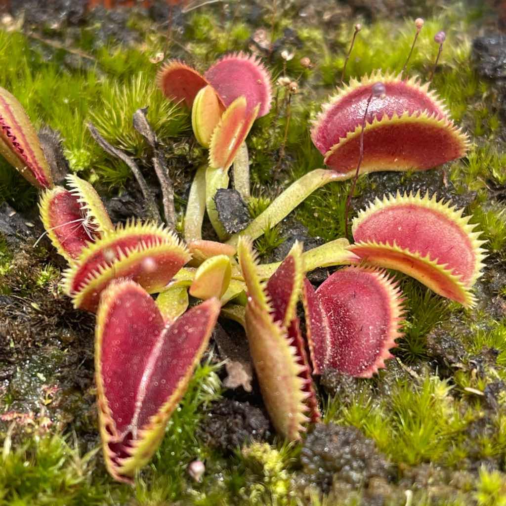 Venus scarlatine